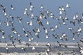 Flock of Dunlin in Flight Royalty Free Stock Photo