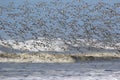 Flock of Dunlin Flying Away Royalty Free Stock Photo