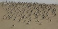 Flock of Dunlin gather on the beach Royalty Free Stock Photo