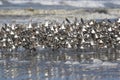 Flock of Dunlin Just Taking Off Royalty Free Stock Photo