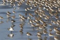 Flock of Dunlin on Sand Royalty Free Stock Photo