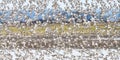 Flock of dunlin shorebirds make a sweeping turn over the Skagit Valley Royalty Free Stock Photo