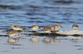 A flock of Dunlin in winter feathers feeds on the shore Royalty Free Stock Photo