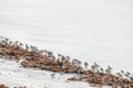 A flock of dunlins on shore in the water among tare.