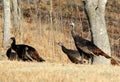 Eastern Wild Turkey