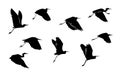 Flock of egrets flying silhouette, vector