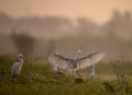 The flock of Egrets in Morning