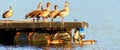 Flock of Egyptian Geese Royalty Free Stock Photo