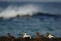 Flock of Eiders on coast Royalty Free Stock Photo