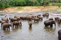 Flock of elefants are bathing in the river Royalty Free Stock Photo