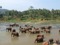 Flock of elephants in Maha Oya river