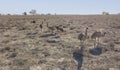 A flock of emus in drought conditions.