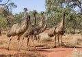 A flock of Emus in the far outback of Queensland. Royalty Free Stock Photo