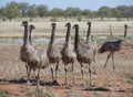 Flock of Emus Royalty Free Stock Photo
