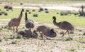 A flock of emus Royalty Free Stock Photo