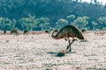 Flock of Emus in Flinders Ranges. Royalty Free Stock Photo