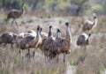 Flock of emus in the  flinders ranges, Royalty Free Stock Photo