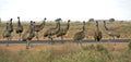 Flock of emus. Royalty Free Stock Photo