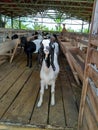 A flock of etawah goats in Indonesia Royalty Free Stock Photo