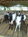 A flock of etawah goats ready to graze Royalty Free Stock Photo