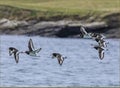 Flock of Euraisian Oyster Catchers flying low