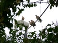 Flock of Eurasian collared doves sitting on a wire