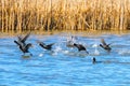 Flock of Eurasian Coots taking off over water