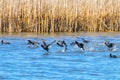 Flock of Eurasian Coots taking off over water