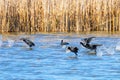 Flock of Eurasian Coots taking off over water