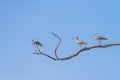 Flock of Eurasian Curlew migrated from the north land to Libong island.