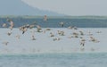 Flock of Eurasian Curlew migrated from the north land to Libong island.