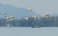 Flock of Eurasian Curlew migrated from the north land to Libong island.