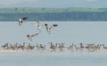 Flock of Eurasian Curlew migrated from the north land to Libong island.