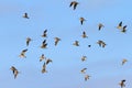 Flock of Eurasian curlews