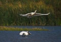 Eurasian spoonbill birds in action Royalty Free Stock Photo