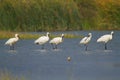 Flock of Eurasian spoonbill birds Royalty Free Stock Photo
