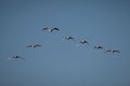 Flock of Eurasian spoonbill birds flying in a blue sky Royalty Free Stock Photo