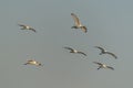 A flock of Eurasian Spoonbill or common spoonbill Platalea leucorodia  in flight. Royalty Free Stock Photo