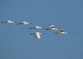 A flock of an Eurasian spoonbills in flight