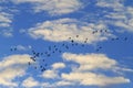 flock of Eurasian Wigeon among the clouds Royalty Free Stock Photo