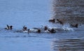 A flock of Eurasian Wigeons ducks fighting in the water