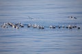 Flock of European Herring Gulls, Larus argentatus Royalty Free Stock Photo