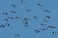 Flock of European Northern Lapwing or Green Plover