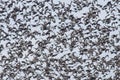 Flock of european starlings