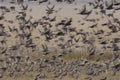 Flock of european starlings Royalty Free Stock Photo