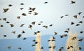 Flock of european starlings on clear sky Royalty Free Stock Photo