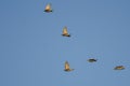 Flock of European Starlings Flying in a Blue Sky Royalty Free Stock Photo