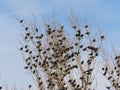 Flock of european starlings Sturnus vulgaris in a tree