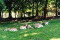 A flock of fallow deer lying on the grass in the shade during a hot day Royalty Free Stock Photo