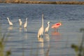 The flock of feeding birds, Texas, Galveston